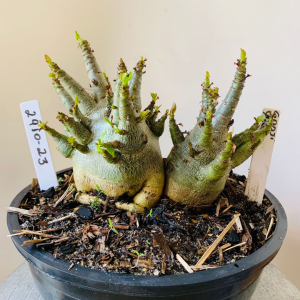 2910 23 Arabicum Godji x Aeung