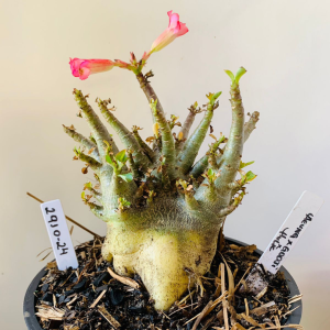 2910 24 Arabicum Aeung x Godji x hulk