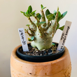 2910 31 Arabicum Aeung x Godji dk x hulk