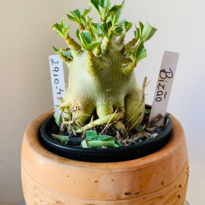 2910 47 Arabicum Bizao