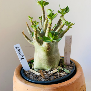 2910 48 Arabicum Dynamo x black hawk x onyx