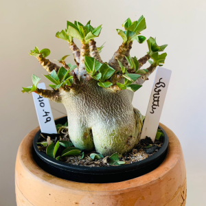 2910 49 Arabicum Brutus