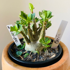 2910 50 Arabicum Bizao