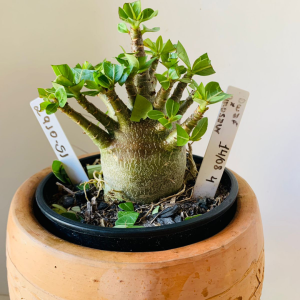 2910 51 Arabicum Tomahawk