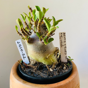 2910 52 Arabicum Aeung x Godji dk x torpedo