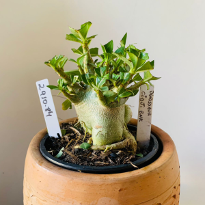 2910 84 Arabicum Dinossaur x Godji bnk