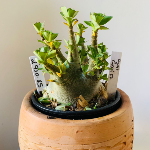 2910 85 Arabicum Dwaf x Godji f2