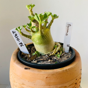 2910 86 Arabicum Dynamo