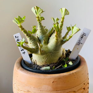 2910 87 Arabicum Hércules