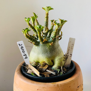 2910 89 Arabicum Godji f2 x mammoth