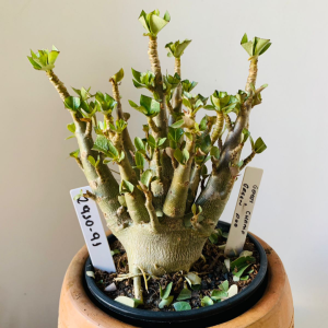 2910 91 Arabicum Godji champ x green pod