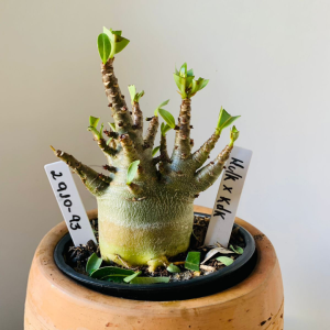 2910 93 Arabicum Hulk x kdk