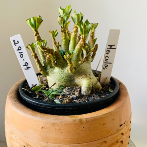 2910 94 Arabicum Hércules