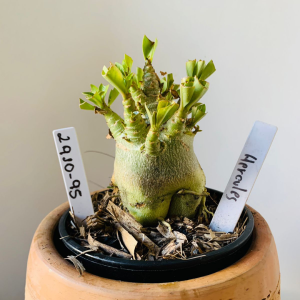 2910 95 Arabicum Hércules