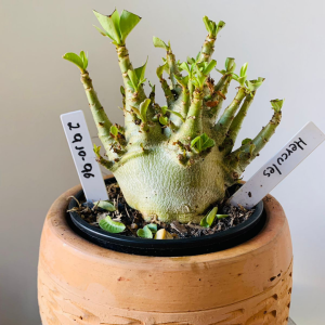 2910 96 Arabicum Hércules