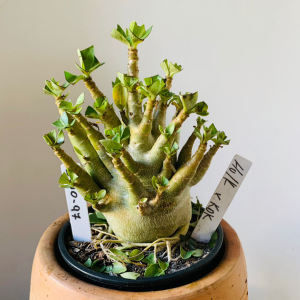 2910 97 Arabicum Hulk x kdk