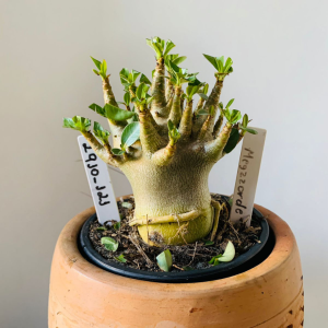 2910 121 Arabicum Megazorde