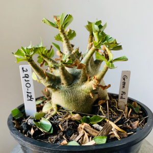 2910 124 Arabicum Green pod