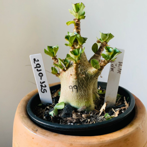 2910 125 Arabicum Hulk x kdk