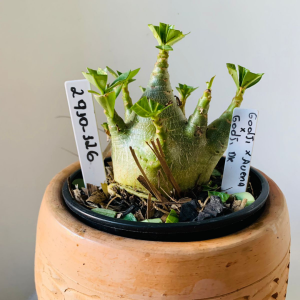 2910 126 Arabicum Godji x Aeung x Godji dk