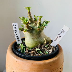 2910 127 Arabicum Minotauro