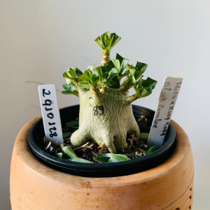 2910 128 Arabicum Hulk x king kong x black zombie