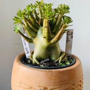 2910 129 Arabicum Hulk x torpedo