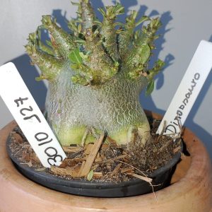 3110 127 Arabicum Dinossaur