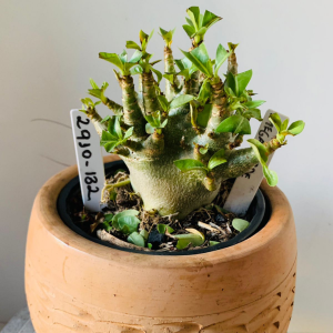 2910 132 Arabicum Megazorde