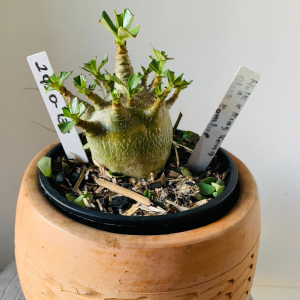 2910 133 Arabicum Hulk x king kong x black zombie