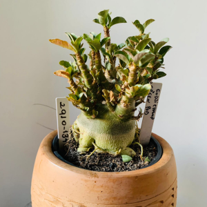 2910 134 Arabicum Godji champ x green pod