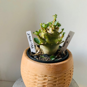 2910 135 Arabicum Minotauro