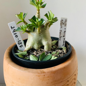 2910 137 Arabicum Hulk x king kong x black zombie