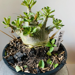 2910 138 Arabicum rdf