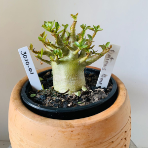 3010 1 Arabicum Sétimus Prime