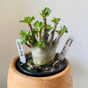 3010 2 Arabicum Onix x nom sod dd