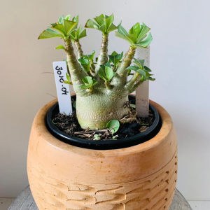 3010 4 Arabicum Onyx super black