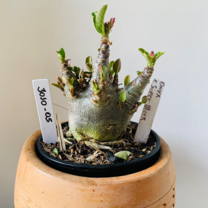 3010 5 Arabicum Onyx x super black