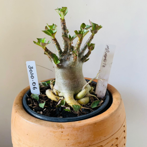 3010 6 Arabicum Mammoth