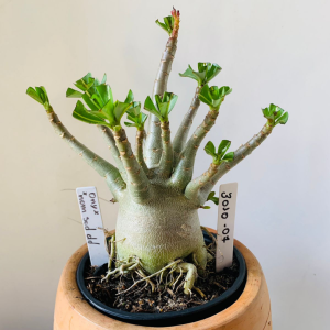 3010 7 Arabicum Onyx x nom sod de