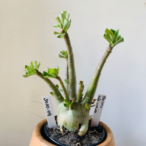 3010 9 Arabicum PBN soco x pmk x mkmk