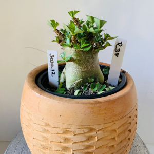 3010 12 Arabicum rdf