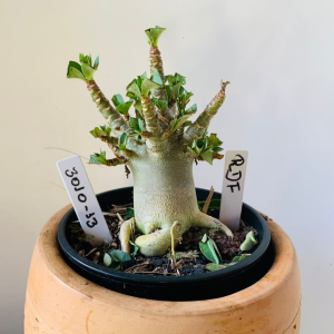 3010 13 Arabicum RDF