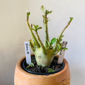 3010 14 Arabicum PBN soco x pmk x mkmk