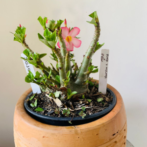 3010 16 Arabicum Pmk x mkmk x pbn