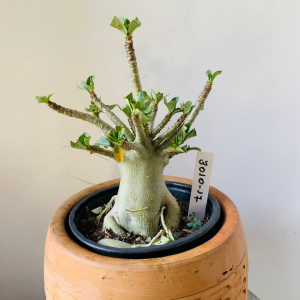 3010 17 Arabicum rdf