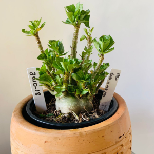 3010 18 Arabicum PBN x pmk x mkmk