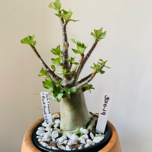 3010 19 Arabicum Pmk x mkmk x black hawk x Onix