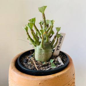 3010 22 Arabicum rdf