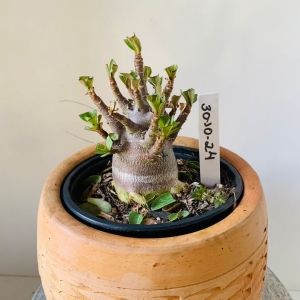 3010 24 Arabicum rdf